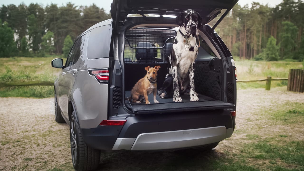 car with boot open. Showcasing The Best Cars for Big Dogs